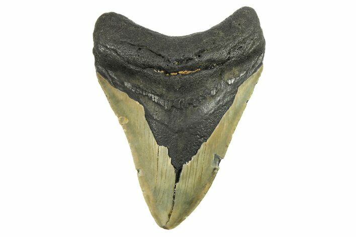 Serrated, Fossil Megalodon Tooth - North Carolina #298919